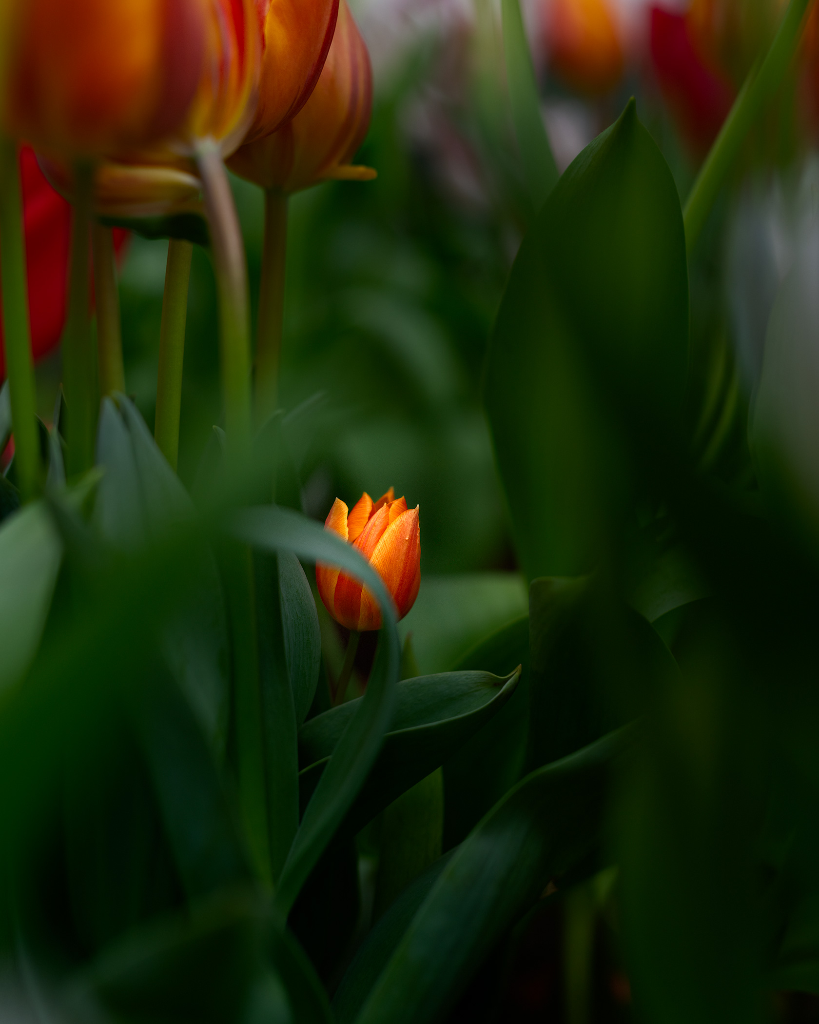 Tulip Jungle 2838
