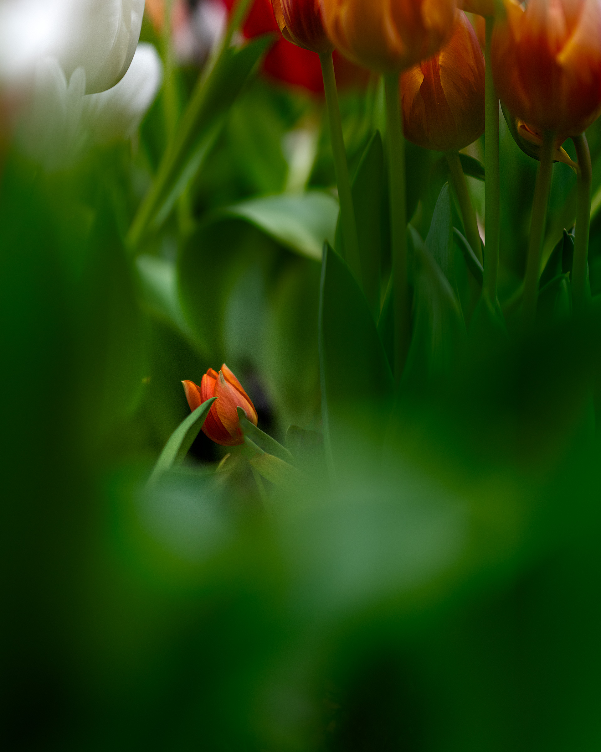 Tulip Jungle 2985