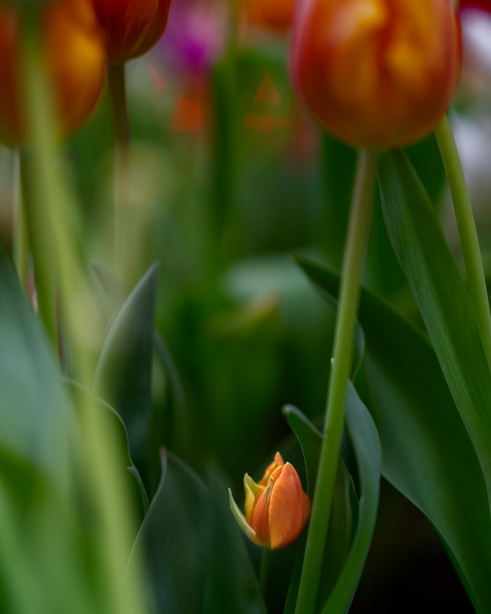 Tulip Jungle 3045