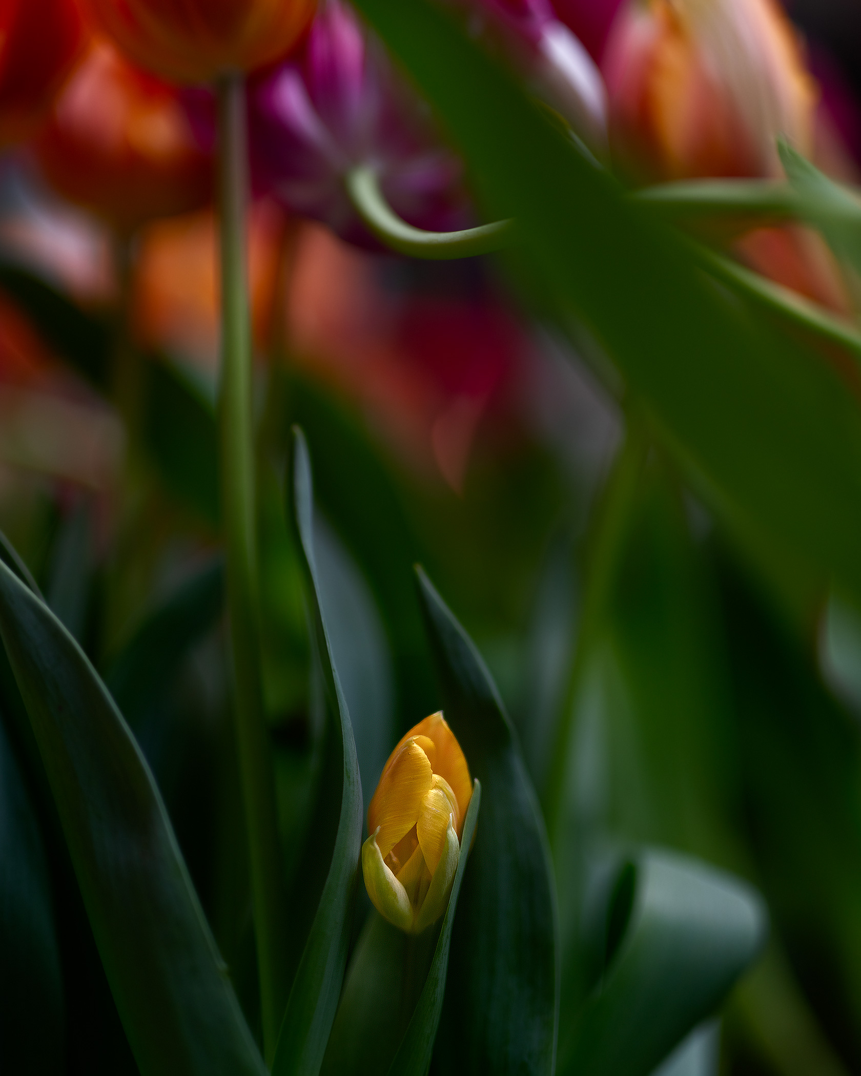 Tulip  Jungle 3132