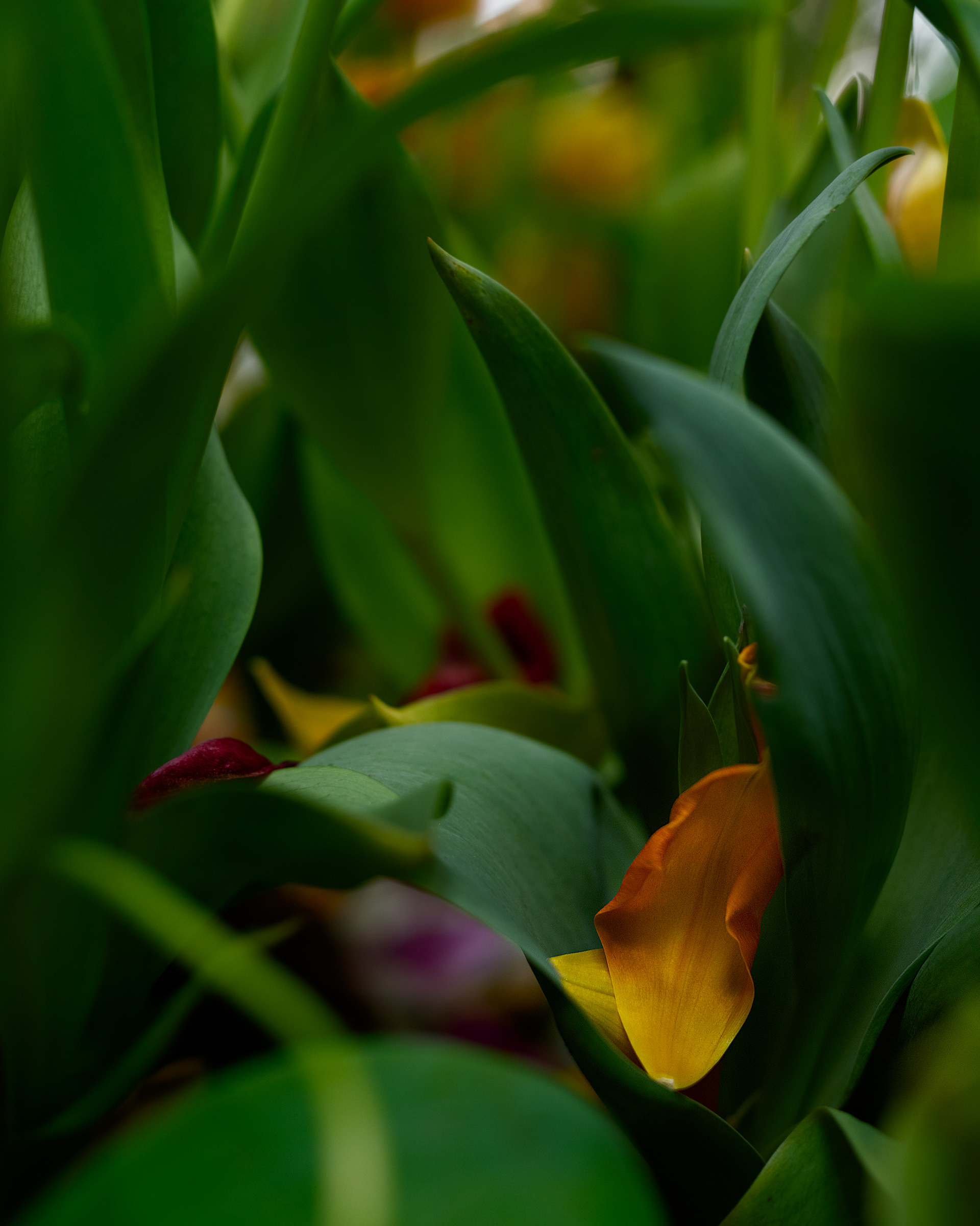 Tulip Jungle 3895