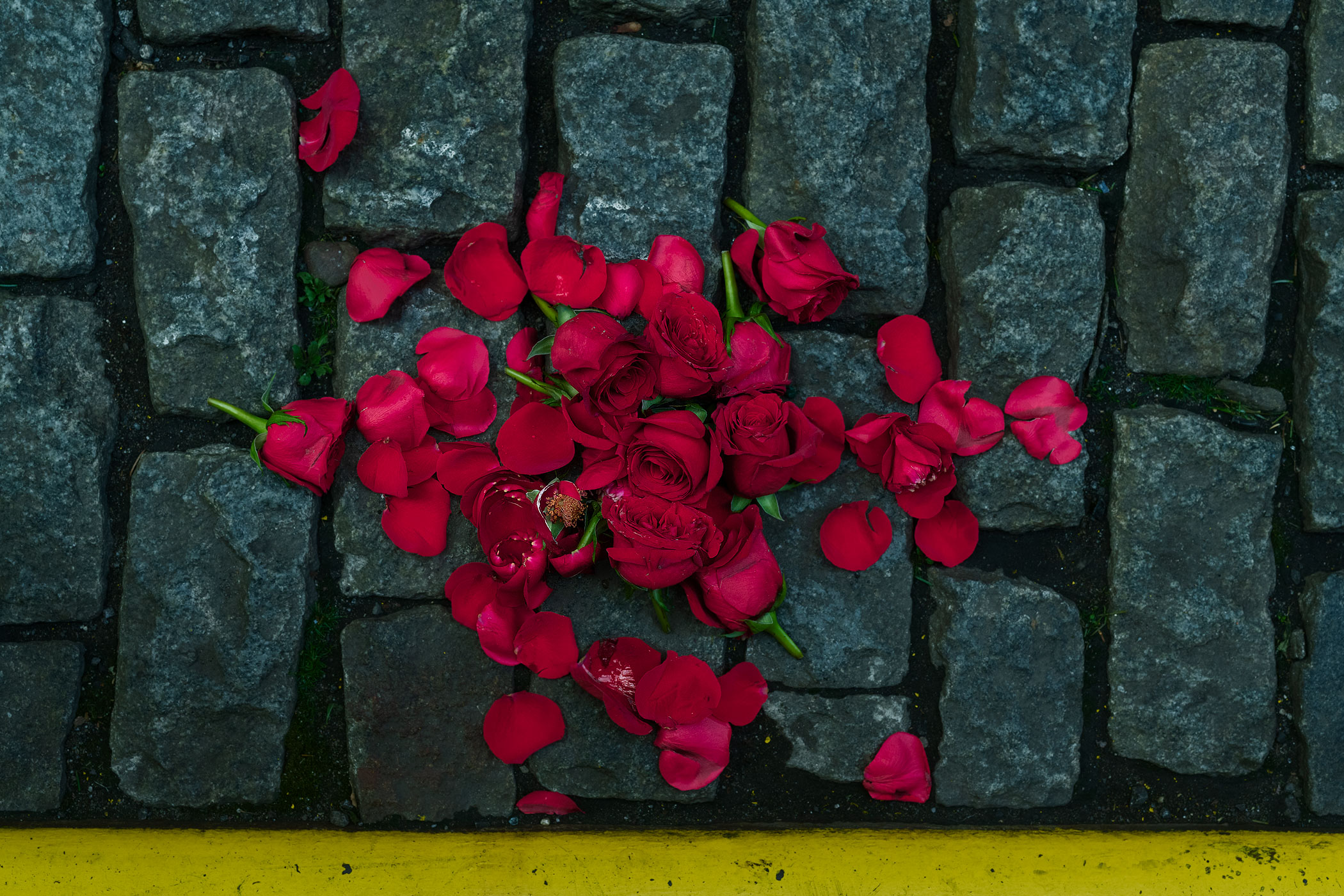 The-Gutter---Roses